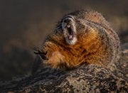 Marmot Morning Yoga - Rocky Mountain National Park